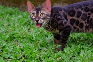 Kucing Bengal 0