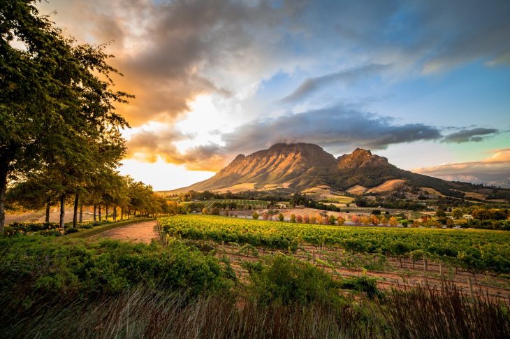 Vineyards in Stellenbosch with mountain backdrop