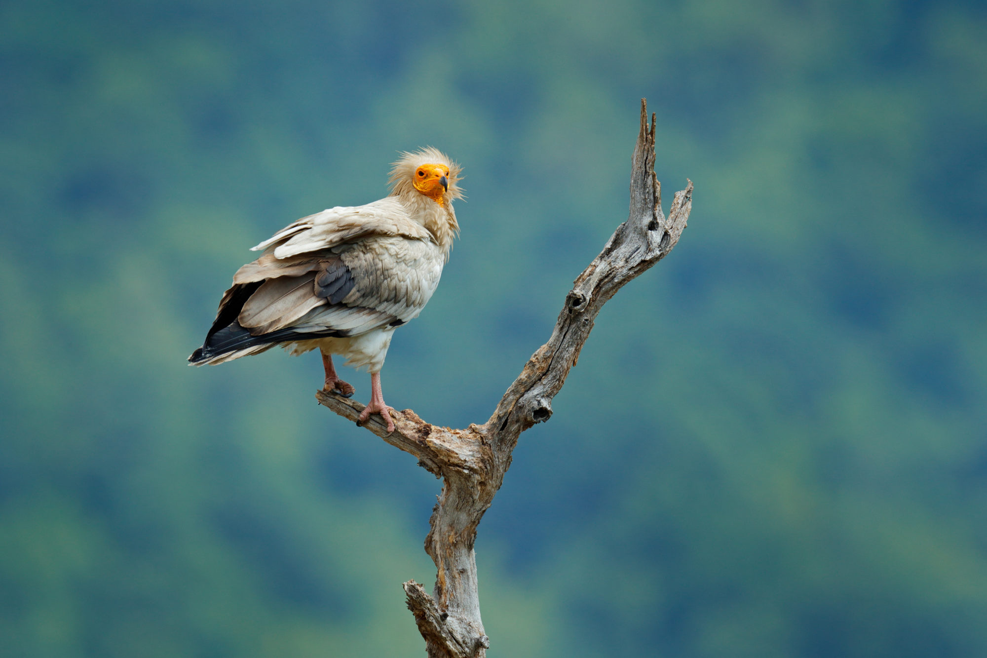 Ciri Fisik dan Morfologi Egyptian Vulture