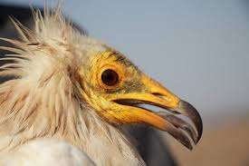 Egyptian vulture