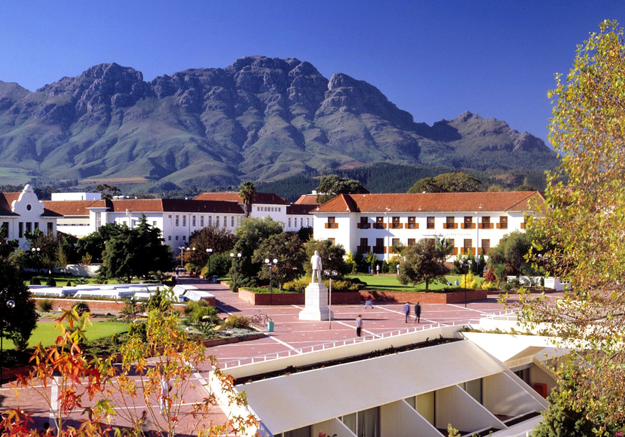 Lush vineyards in the Stellenbosch wine region 