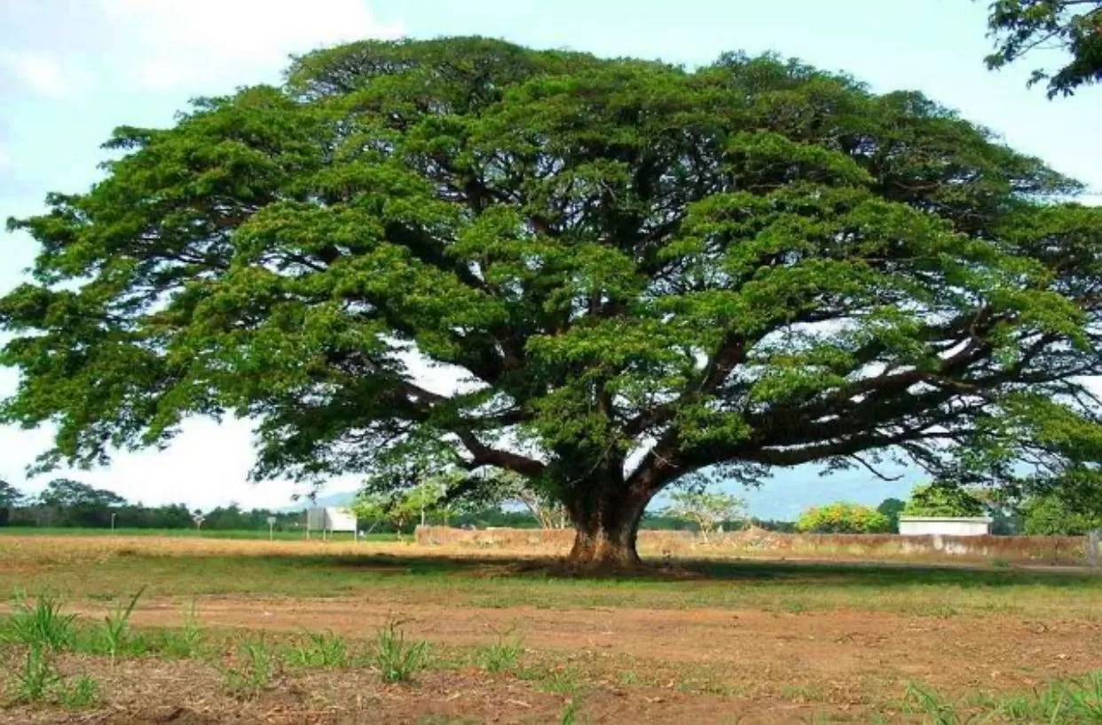 Pohon Beringin