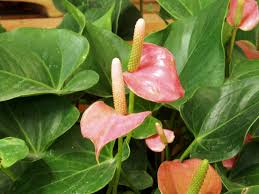 Anthurium andreanum