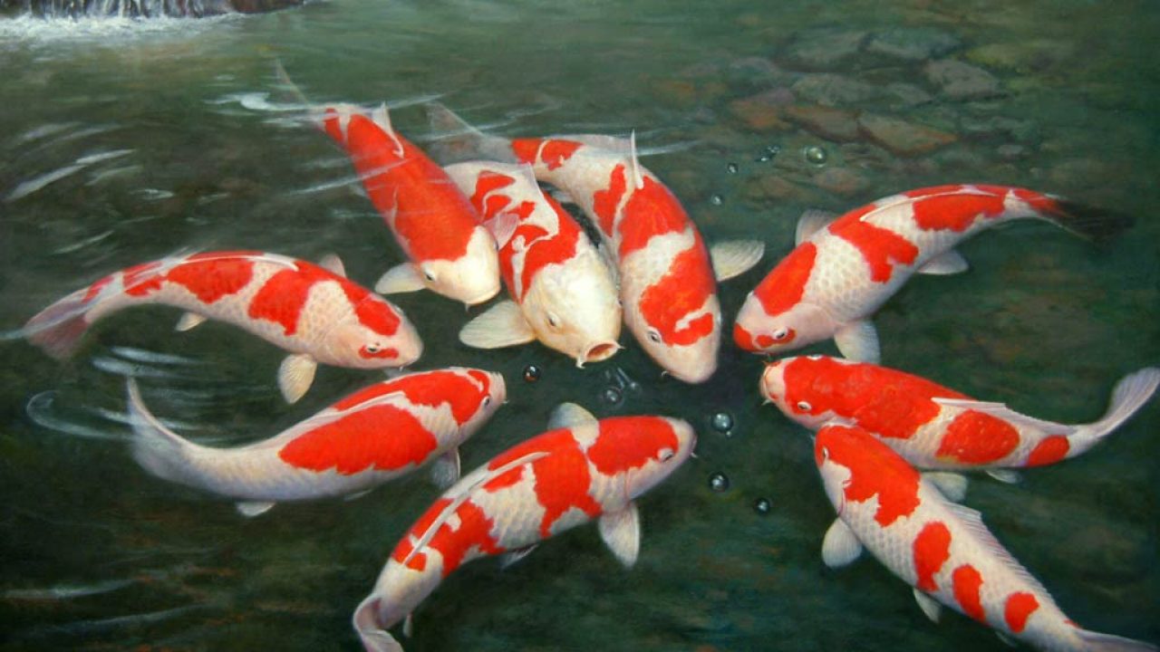 ikan-koi-keindahan-dan-makna-simbol-harmoni 