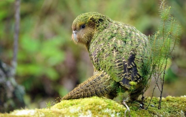 Burung Kakapo: Keindahan dan Harapan bagi Masa Depan Spesies Langka