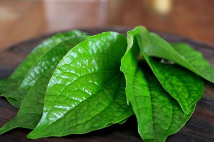 Daun Sirih