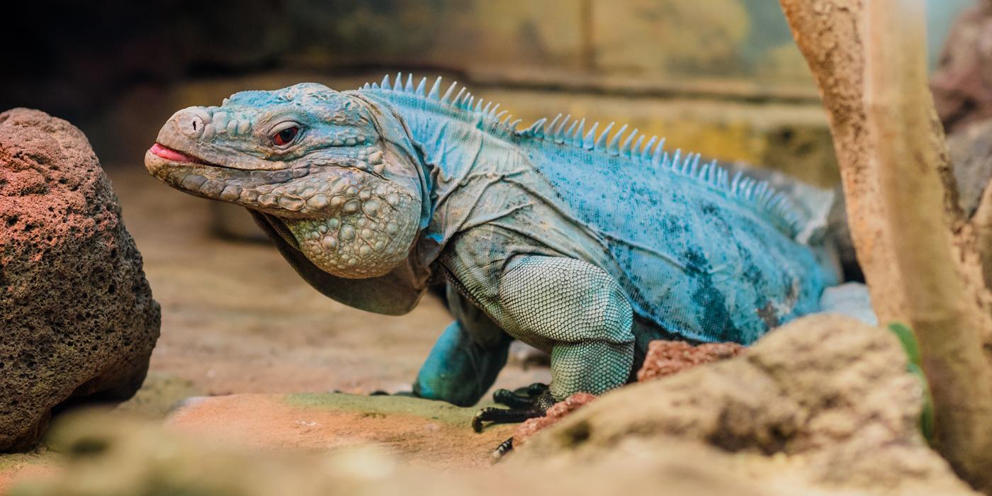 Iguana