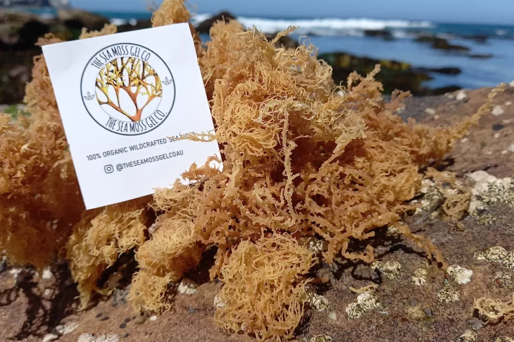 Sea Moss