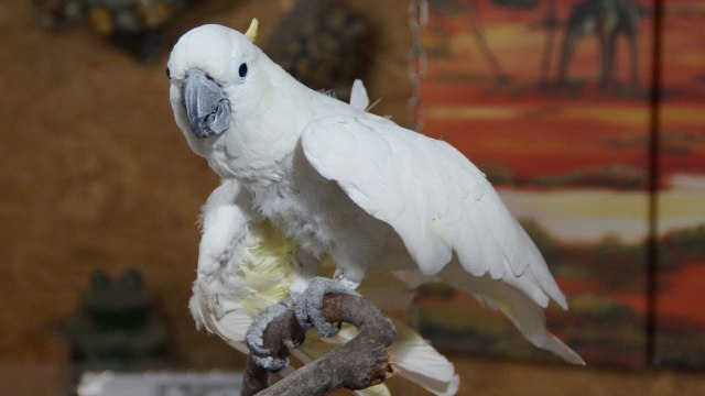 Kakatua Putih