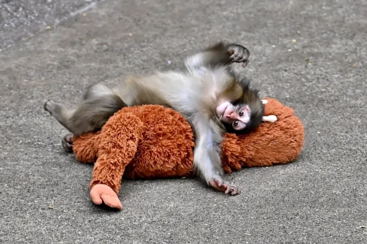 Kisah Bayi Monyet Punch