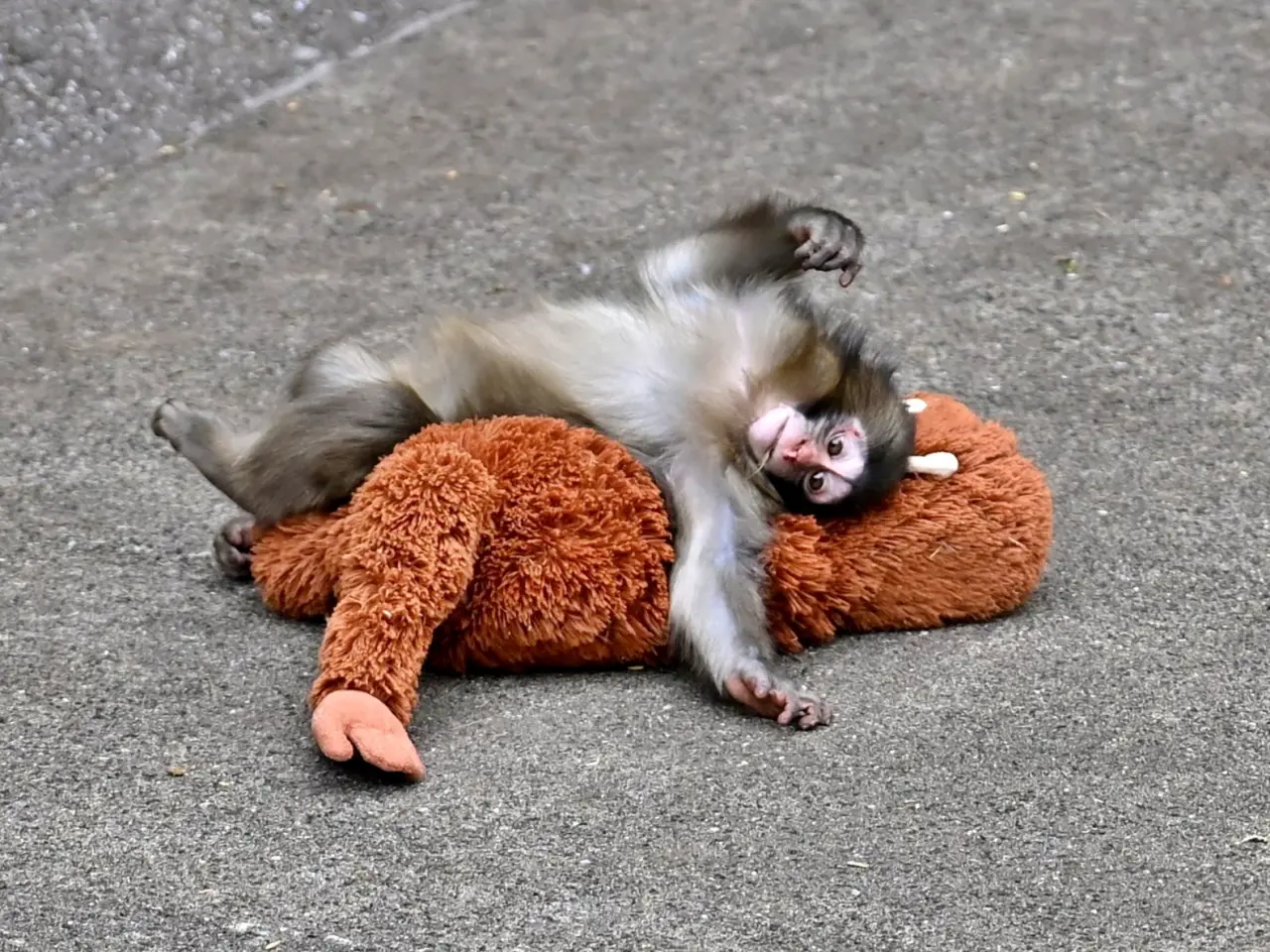 Kisah Bayi Monyet Punch