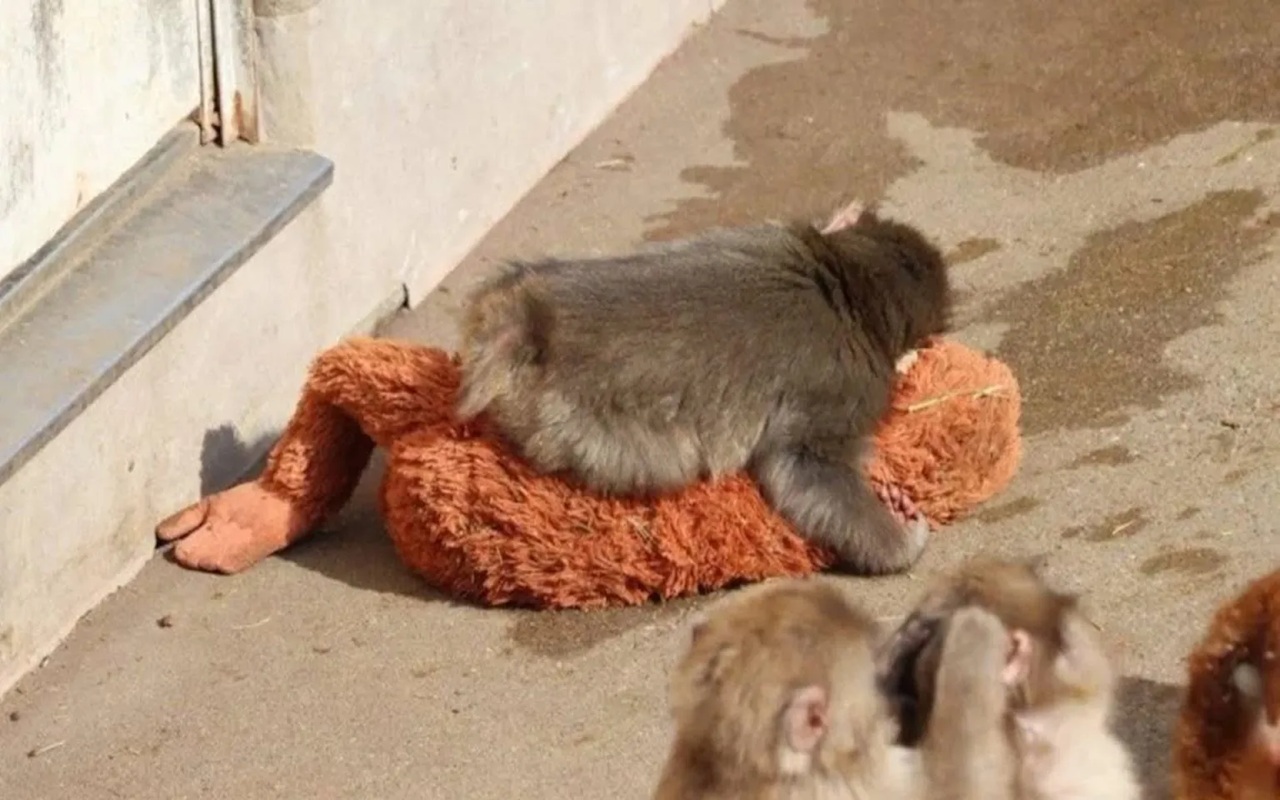 Kisah Bayi Monyet Punch