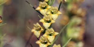 Digitalis viridiflora