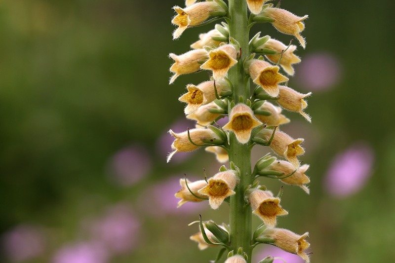 Karakteristik Visual Digitalis viridiflora yang Menawan dan Elegan