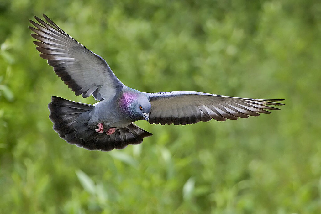 Burung merpati hutan