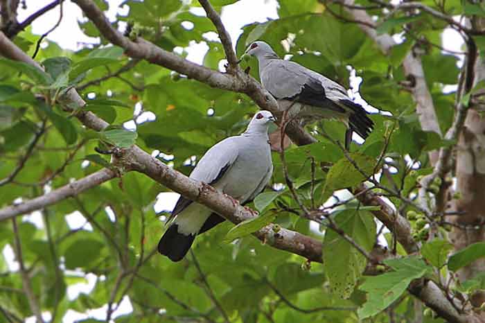 Mengenal Lebih Dekat Karakteristik Burung merpati hutan