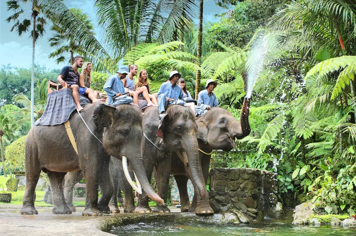 Mason Elephant Park