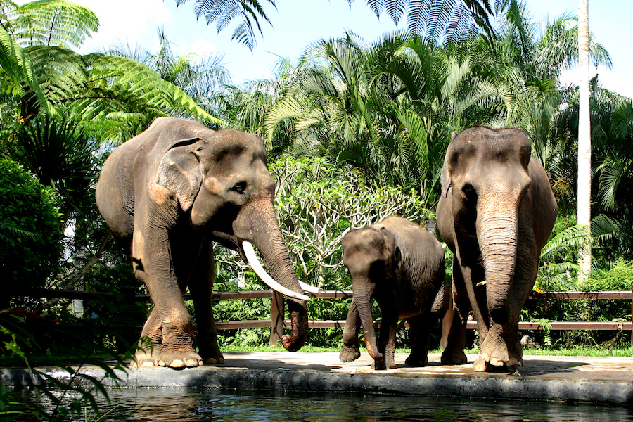 Mengapa Mason Elephant Park Menarik untuk Traveller